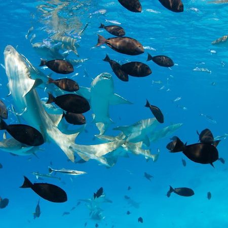 Crystal Sands Maafushi Zewnętrze zdjęcie