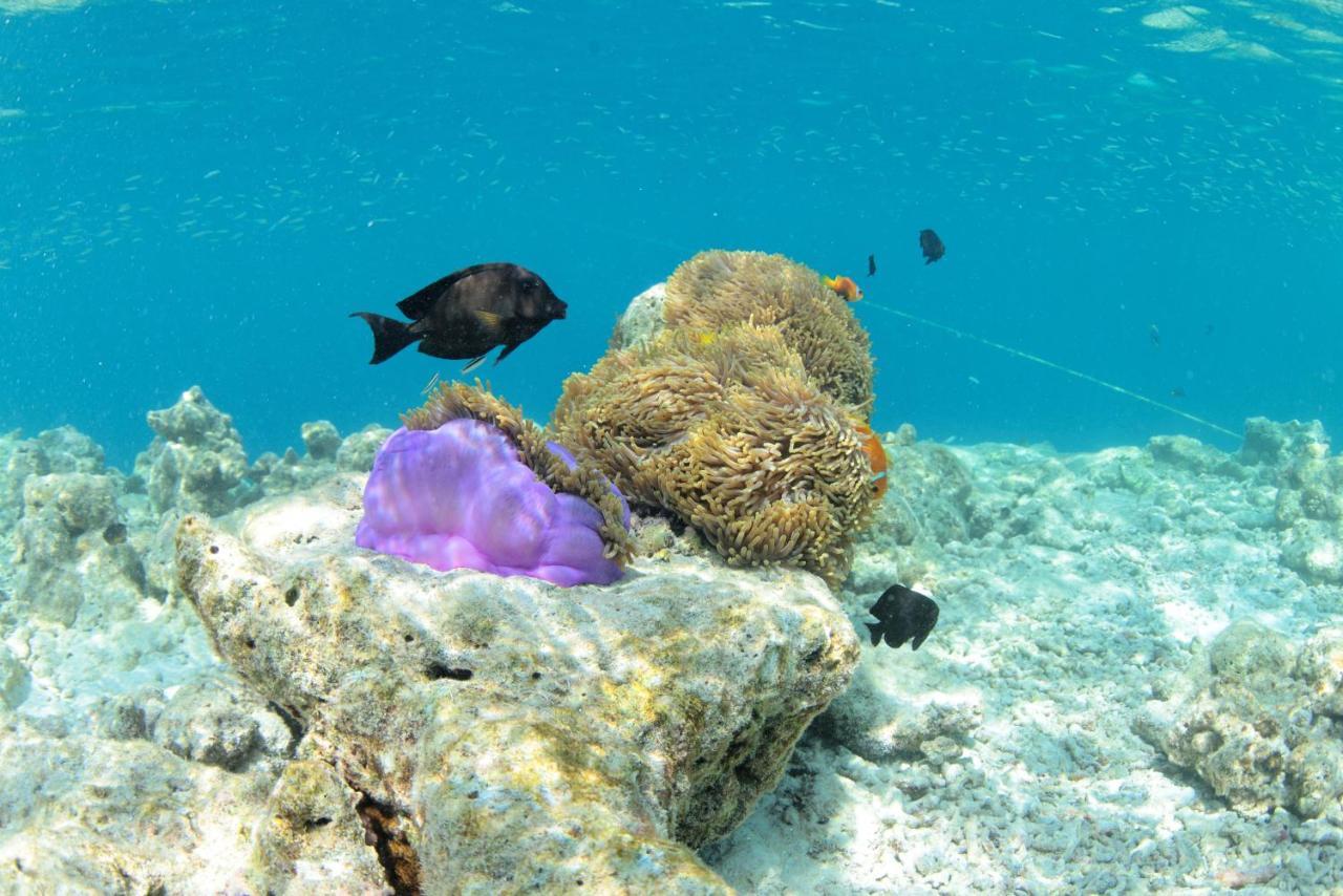 Crystal Sands Maafushi Zewnętrze zdjęcie
